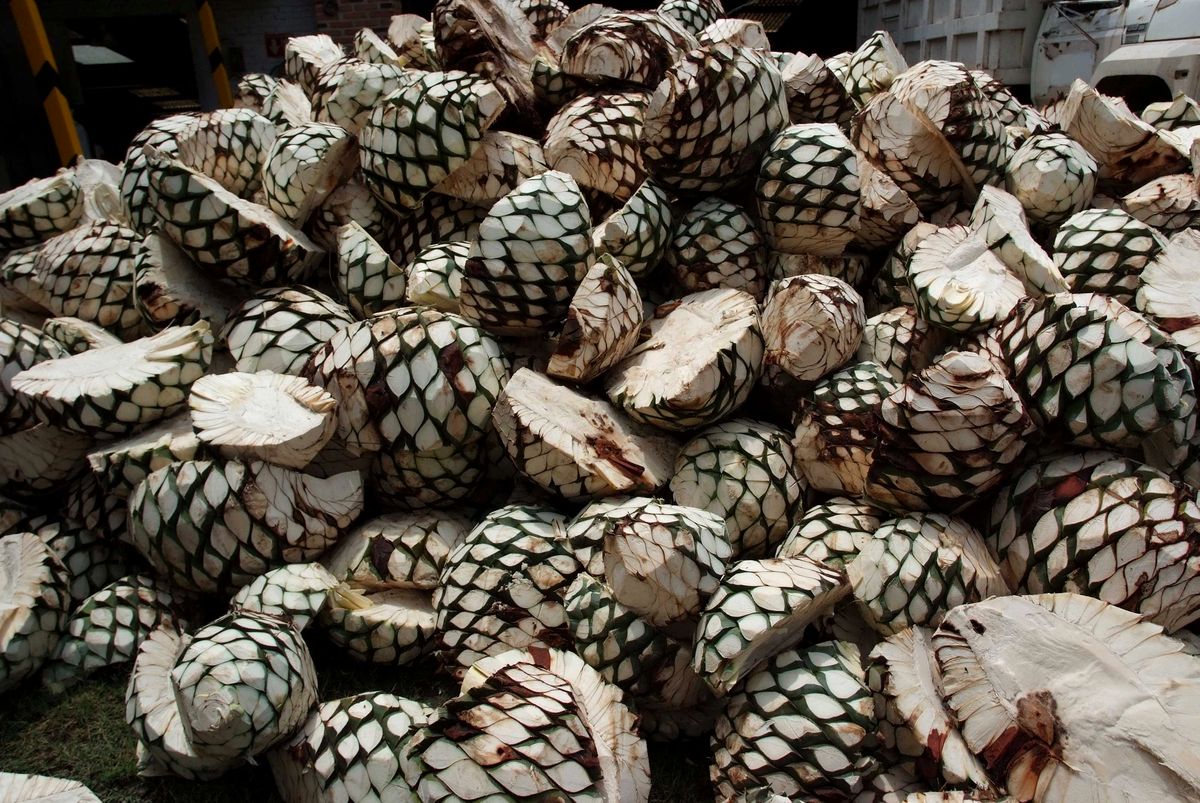Piñas de agave cocidas